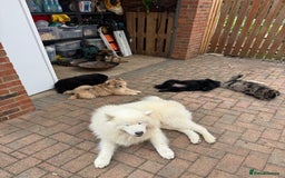 Samoyed dogs for sale: 🐾 🐶 AMAZING, UNIQUE, HEAD TURNING male Samoyed - Image 15