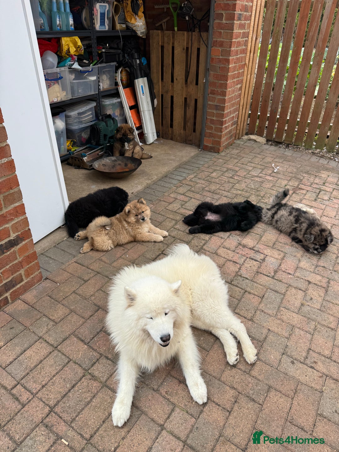 Samoyed dogs for sale: 🐾 🐶 AMAZING, UNIQUE, HEAD TURNING male Samoyed - Image 15