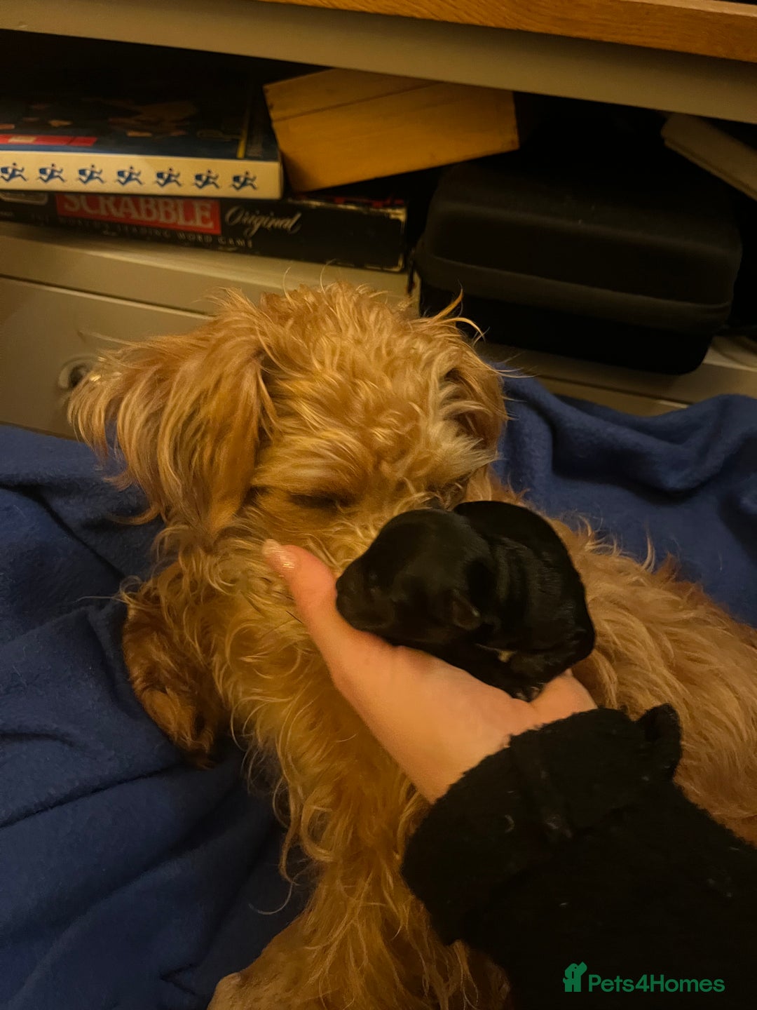 Jackapoo dogs for sale: Gorgeous little Jackapoo pup for sale  - Advert 7