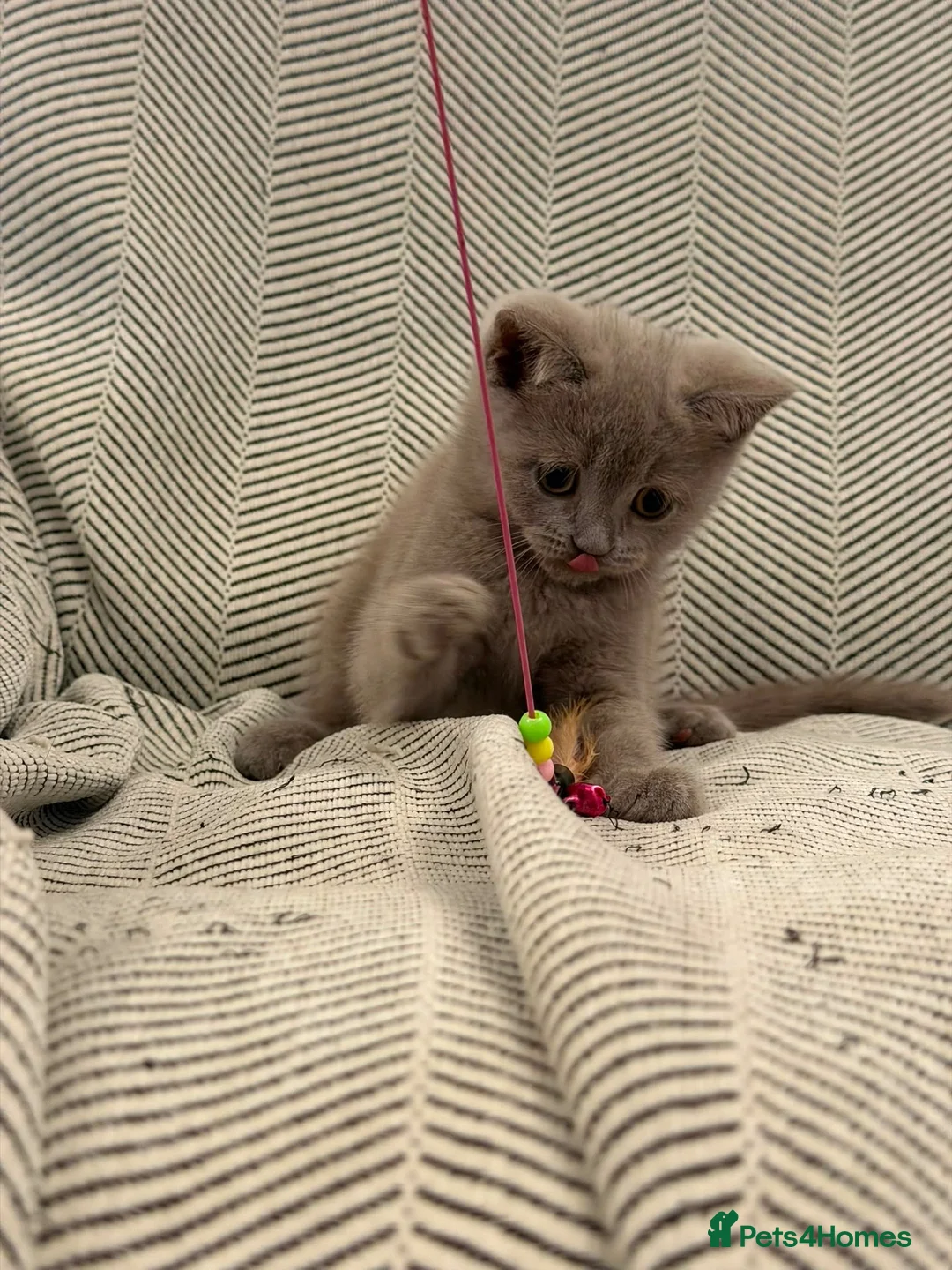 British Shorthair cats for sale: British Shorthair × Scottish Fold Mix Kittens - Advert 21