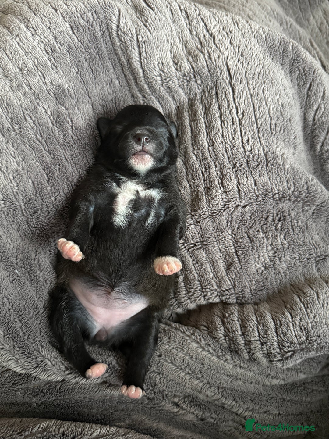 Pomeranian dogs for sale: Adorable Pomeranian puppies - ready January 25! - Advert 17