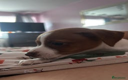 Mixed Breed dogs for sale: Jack Russell dachshund poodle mix - Image 8