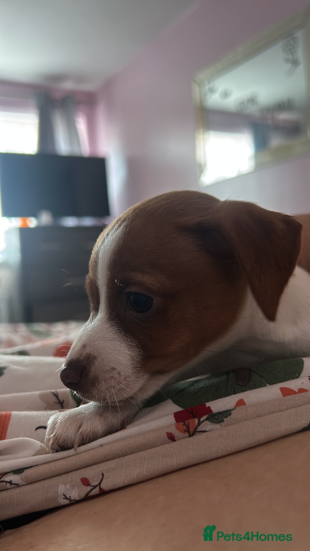 Mixed Breed dogs for sale: Jack Russell dachshund poodle mix - Image 8
