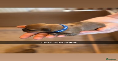 Shih Tzu dogs - Advert 9