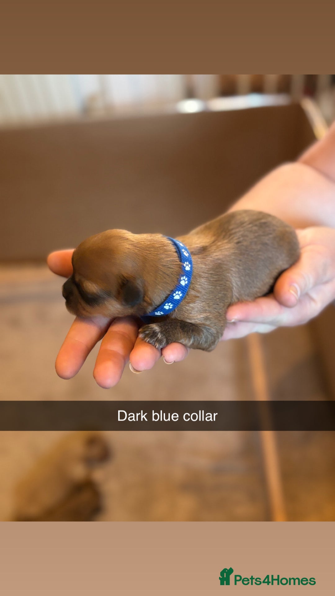 Shih Tzu dogs for sale: 5 beautiful Shih Tzu puppies  - Image 3