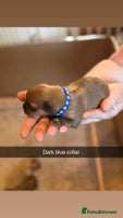 Shih Tzu dogs - Advert 9