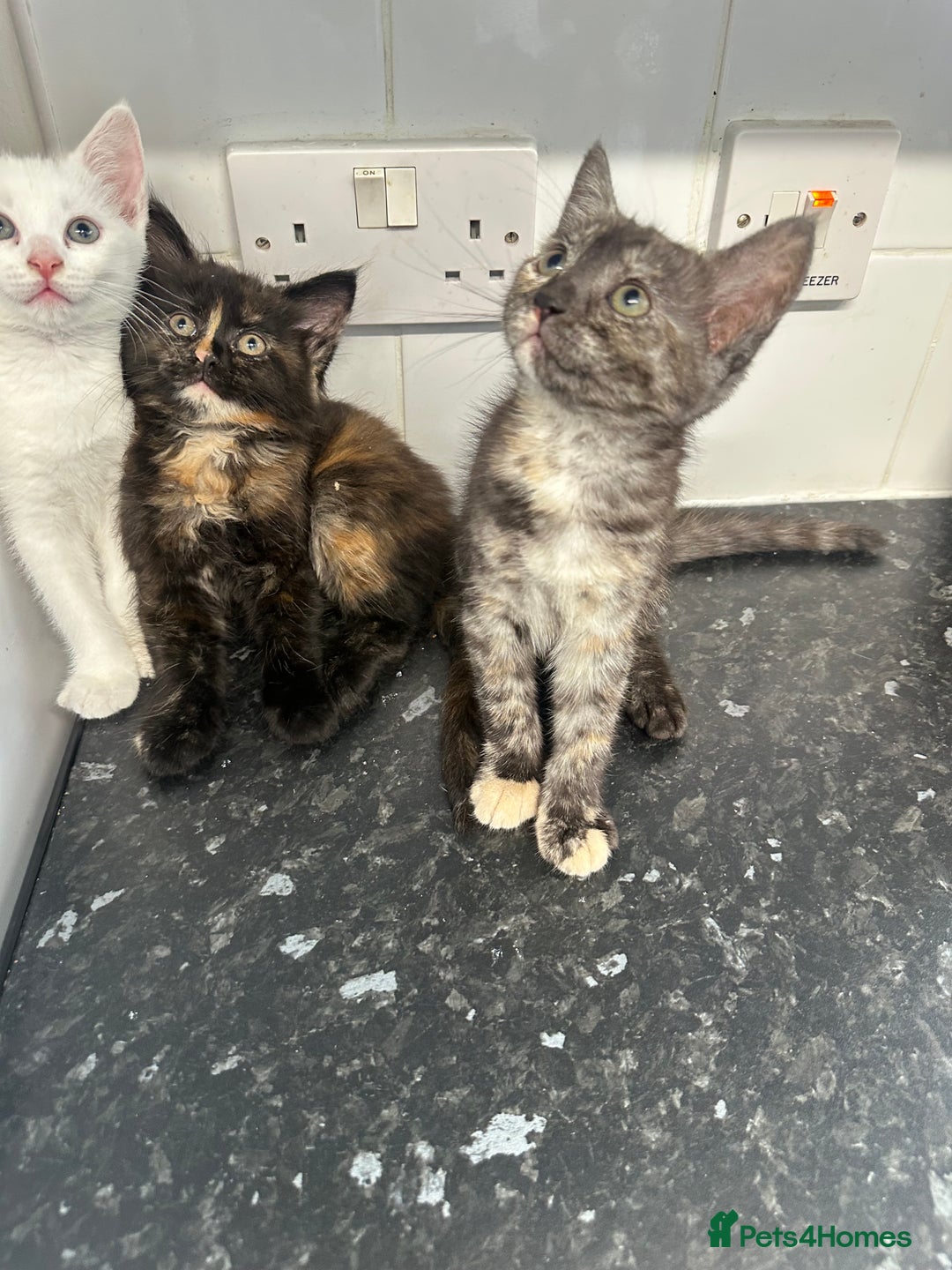 British Longhair cats for sale: 5 kittens available  - Image 5