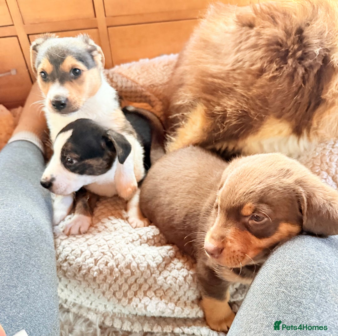 Mixed Breed dogs for sale: Cheeky trio looking for forever homes  - Advert 16