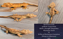 Gecko reptiles for sale: Juvenile Crested geckos  - Image 4