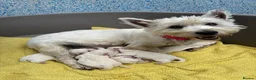 West Highland Terrier dogs for sale: West Highland Terriers  in Kidwelly - Advert 1