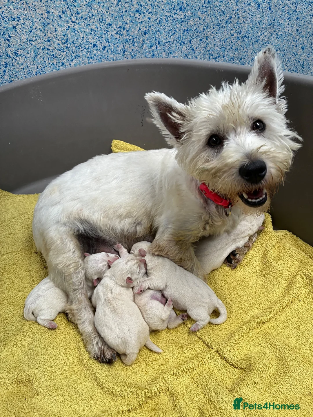 West Highland Terrier dogs for sale: West Highland Terriers  in Kidwelly - Advert 1