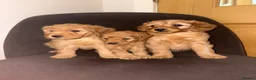 Labradoodle dogs for sale: F1b Labradoodle Puppies  in Morecambe - Advert 10