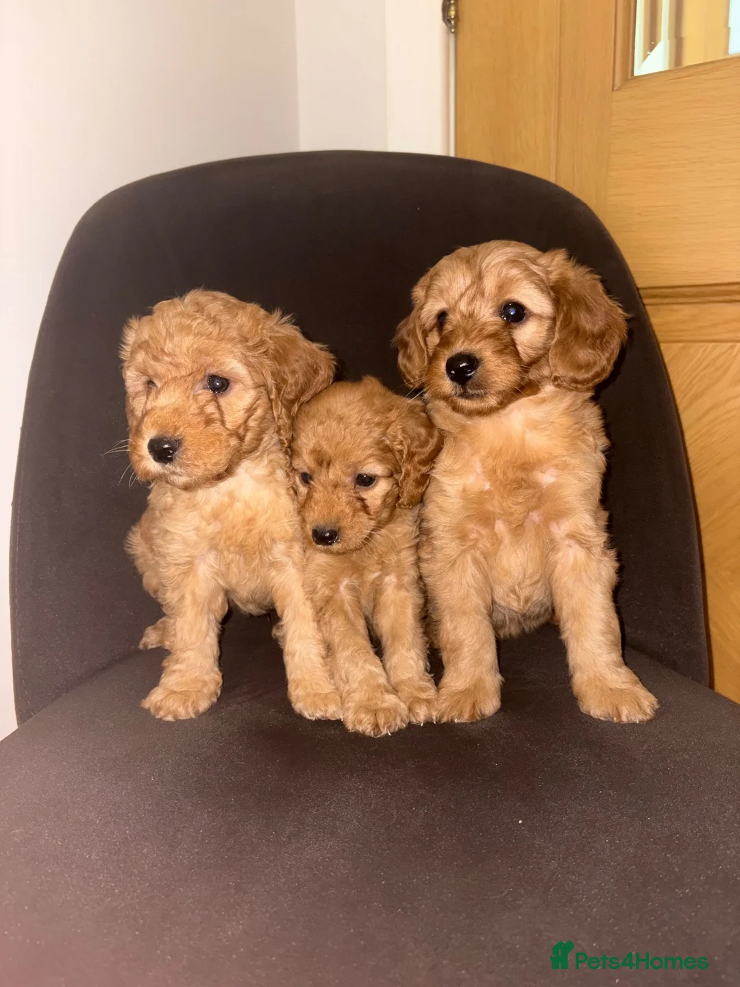 Labradoodle dogs for sale: F1b Labradoodle Puppies  in Morecambe - Advert 10