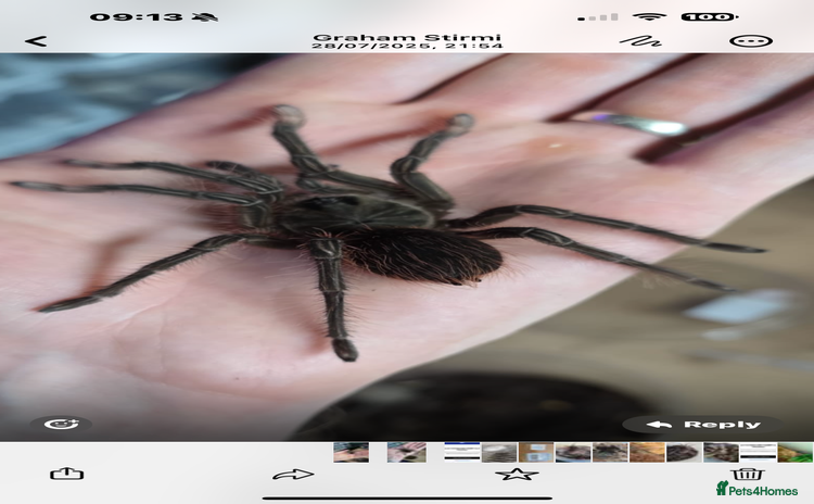 Tarantulas invertebrates - Advert 1