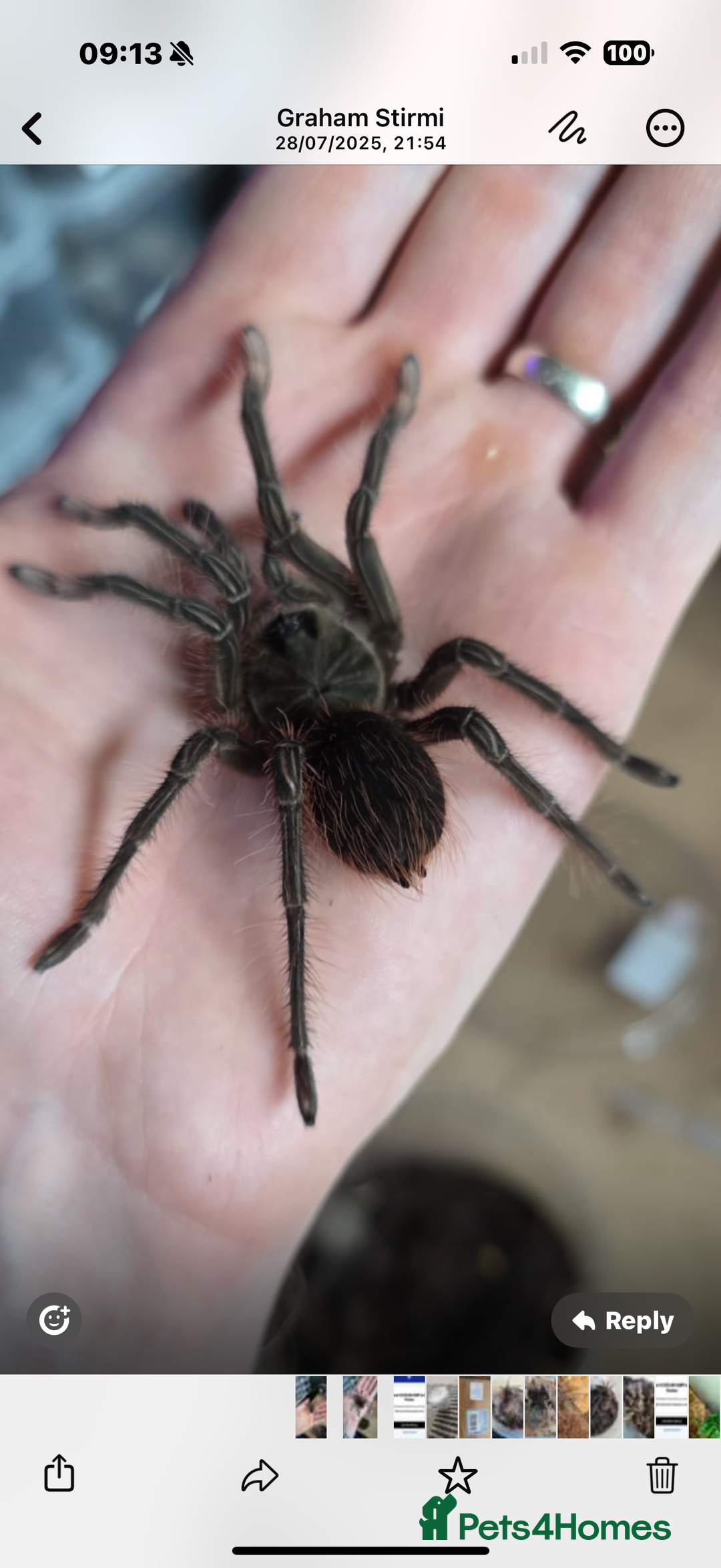 Tarantulas invertebrates for sale: T Stirmi Female  - Image 1