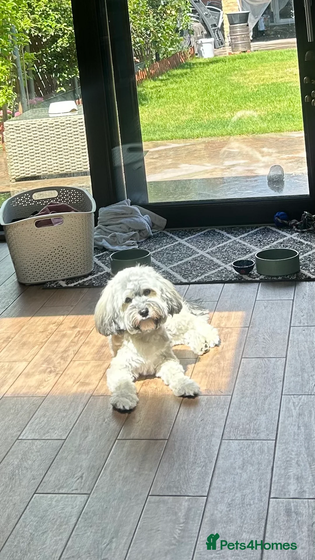 Havanese dogs for stud: Havanese for stud in Feltham - Advert 8