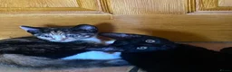 Mixed Breed cats for sale: Kittens For sale mixed Bread - Advert 12
