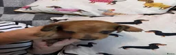Dachshund dogs for sale: Beautiful mini Dachshunds  - Advert 13
