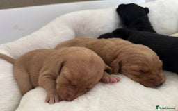 Labrador Retriever dogs for sale: Labrador Puppies For Sale  - Image 5