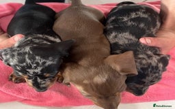 Miniature Dachshund dogs for sale: sweet raised mini dapple doxies - Image 2