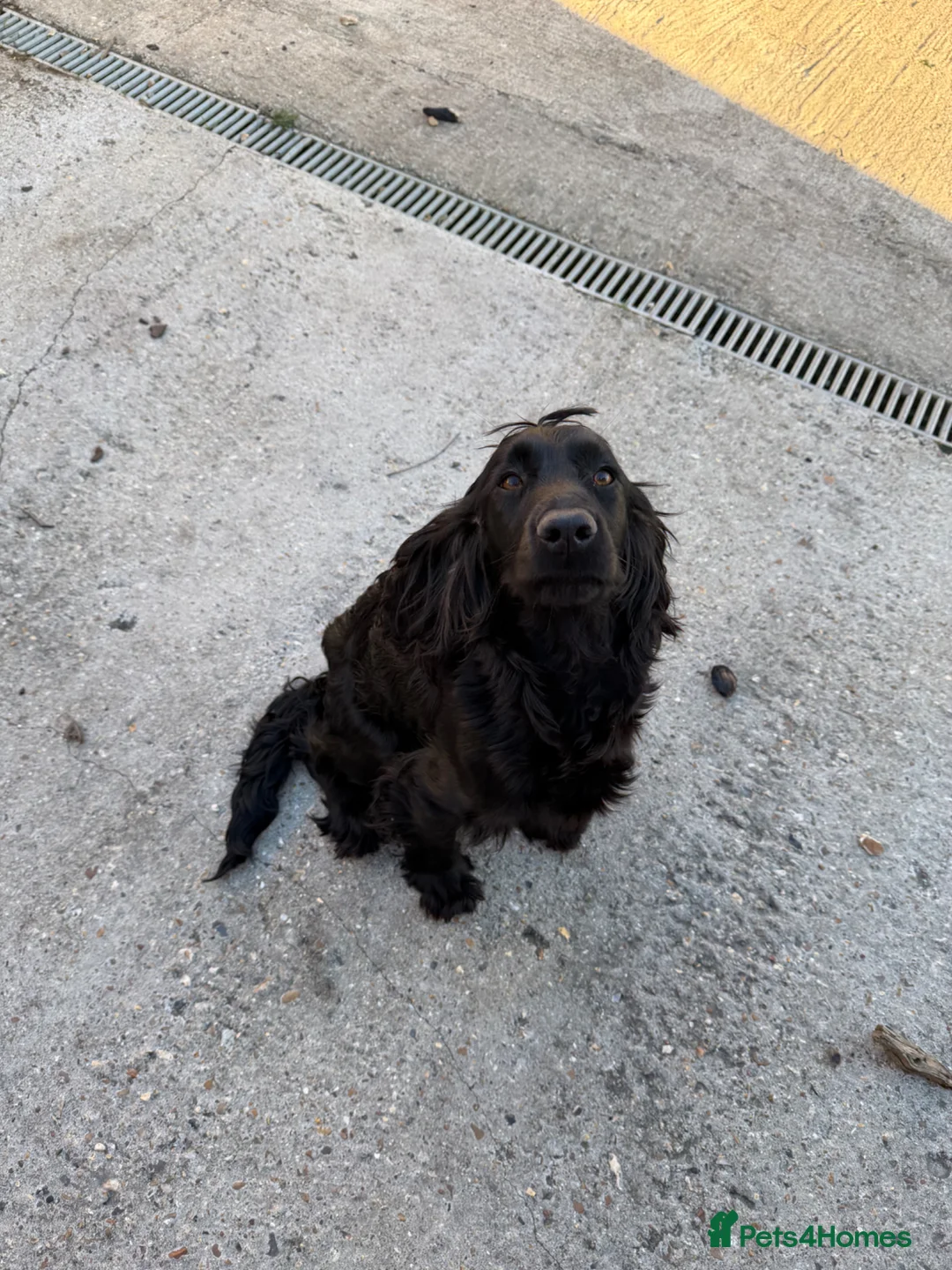 Cocker Spaniel dogs for sale: Cockerspaniel Puppies - Advert 1