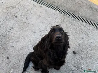 Cocker Spaniel dogs Cockerspaniel Puppies - Advert 3