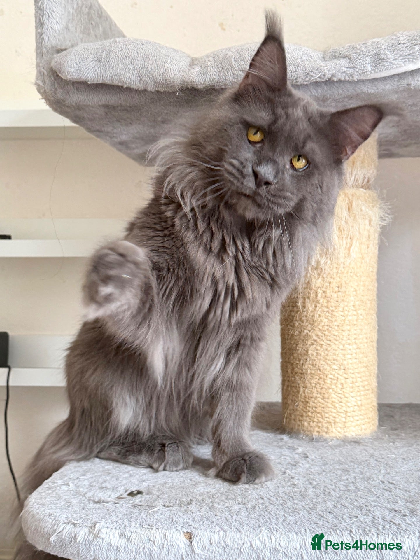 Maine Coon cats Active TICA Registered - Gentle, Friendly, Proven - Advert 23