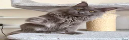 Maine Coon cats for stud: Active TICA Registered - Gentle, Friendly, Proven - Advert 1
