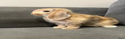 Mini Lop rabbits for sale: Lovely mini lop rabbits for sale  - Advert 8