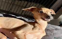 Italian Greyhound dogs for sale: 7/8 Italian Greyhound, 1/8 Whippet Puppies Due - Image 11