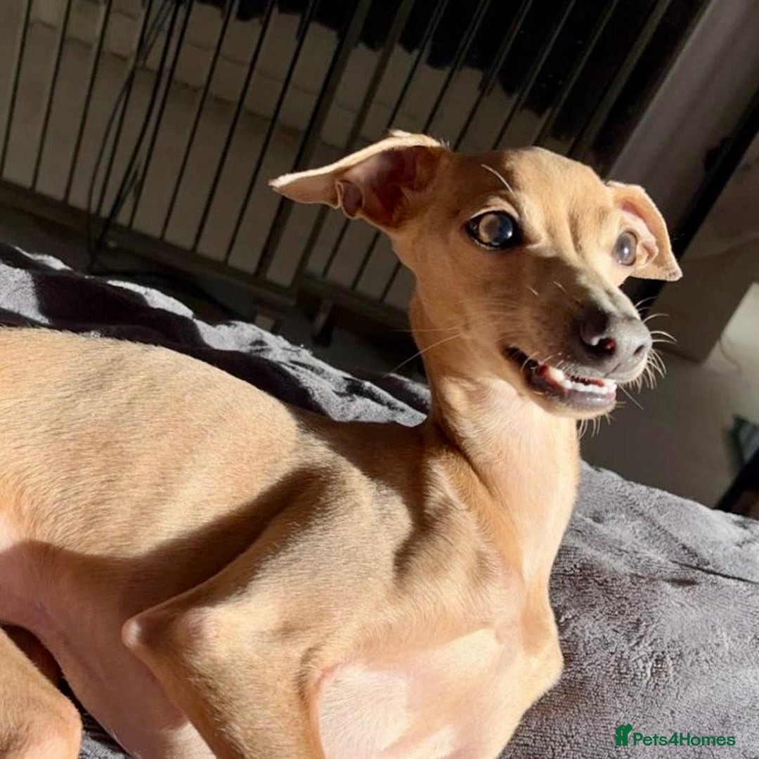 Italian Greyhound dogs for sale: 7/8 Italian Greyhound, 1/8 Whippet Puppies Due - Image 11