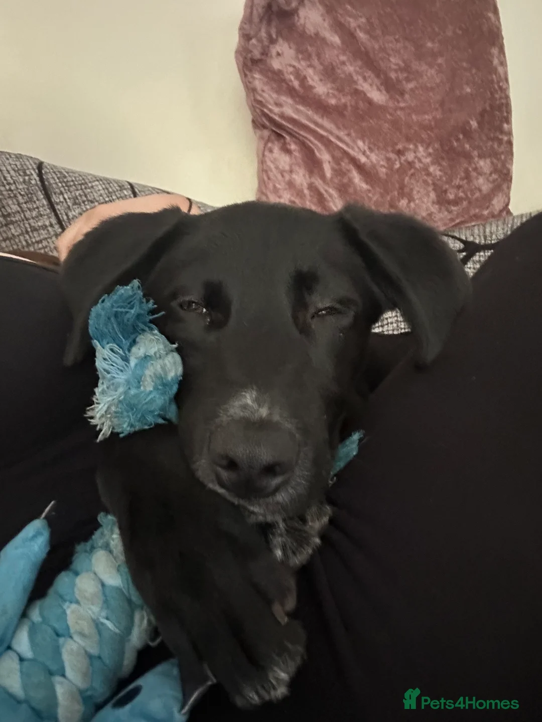 Mixed Breed dogs for sale: Maverick (Mav) - Advert 8