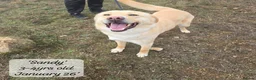 Mixed Breed dogs for adoption: Sandy, 3 yrs approx. Available for adoption. - Advert 3