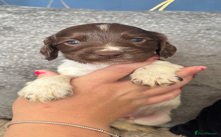 Cocker Spaniel dogs - Advert 3