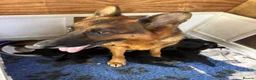 German Shepherd dogs for sale: Stunning Pedigree German Shepherd Puppies!  - Advert 3