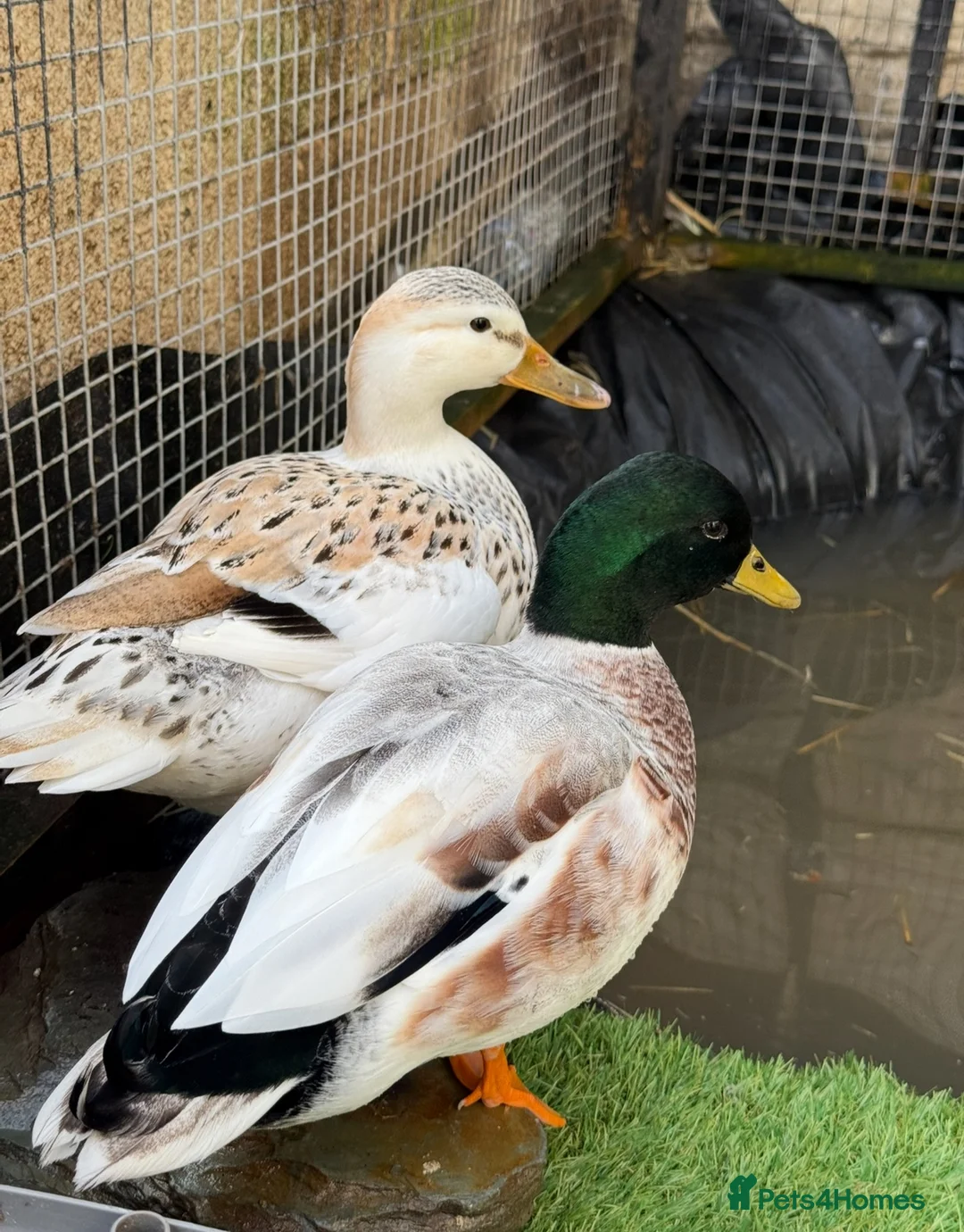 Ducks poultry for sale: 🦆Beautiful Call Duck × Snowy Mallard Ducklings🦆  - Advert 2