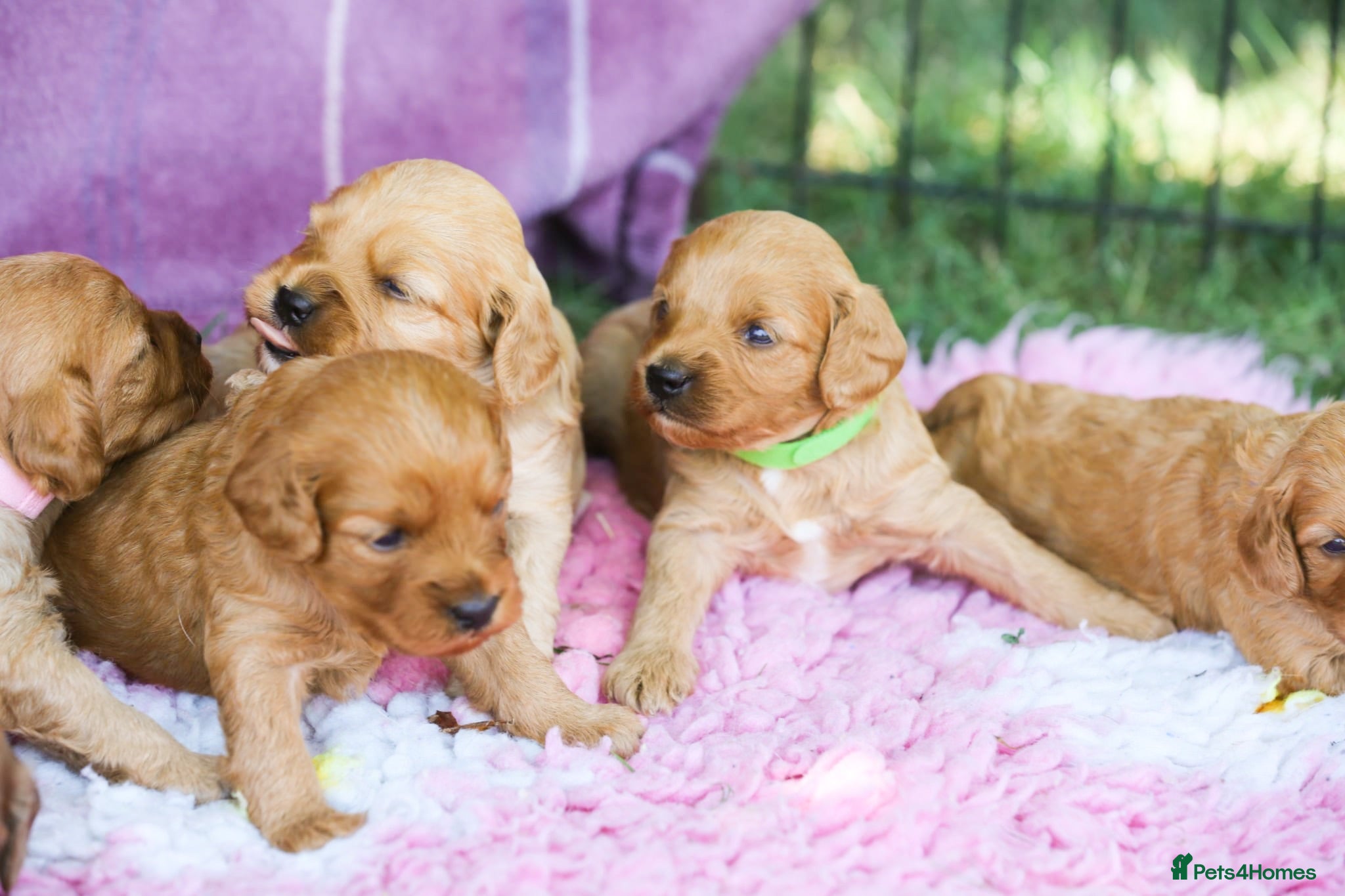 Cavapoo dogs Perfect homebred red F1 Cavapoo puppies  - Advert 4