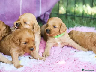 Cavapoo dogs Perfect homebred red F1 Cavapoo puppies - Advert 4
