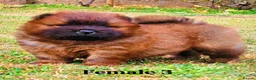 Chow Chow dogs for sale: Crufts and European champions litter  - Advert 9