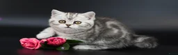 Scottish Fold cats for sale: LICENSED CATTERY PURE BREED TOP QUALITY KITTENS - Advert 29