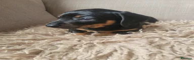 Dachshund Puppy 2