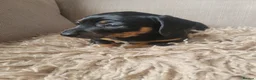 Dachshund dogs for sale: 3 beautiful dachshunds 🐶 in Doncaster - Advert 3