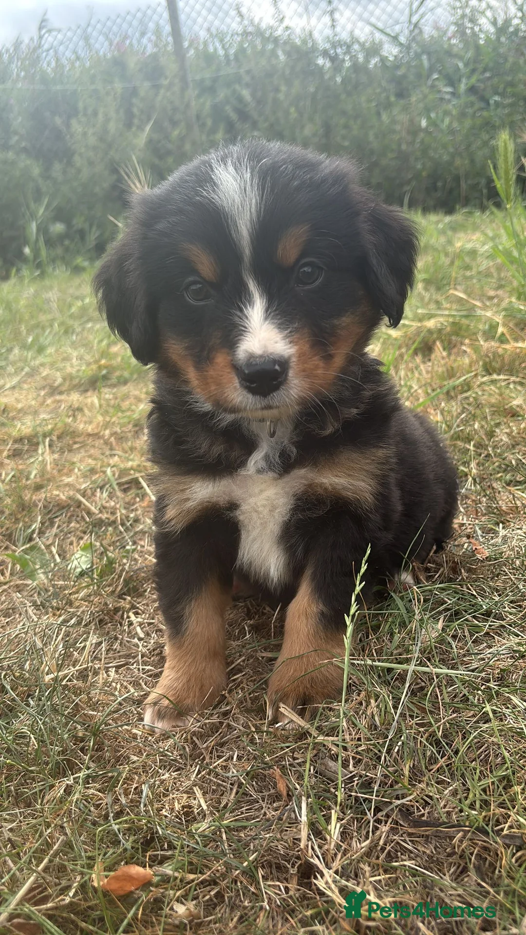 Bernese Mountain Dog dogs for stud: Outstanding kc reg Bernese mountain dog stud - Advert 13