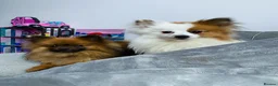 Pomeranian dogs for sale: 2 girls from the same breed - Advert 5
