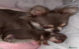 Chihuahua dogs for sale: Chocolate tan tiny girl  - Image 4