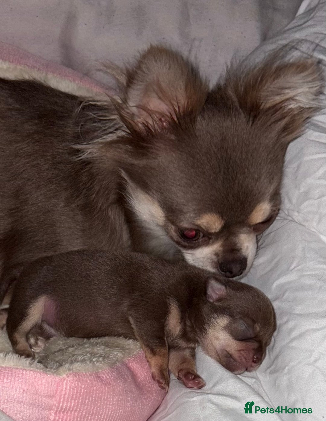 Chihuahua dogs for sale: Chocolate tan tiny girl  - Image 4