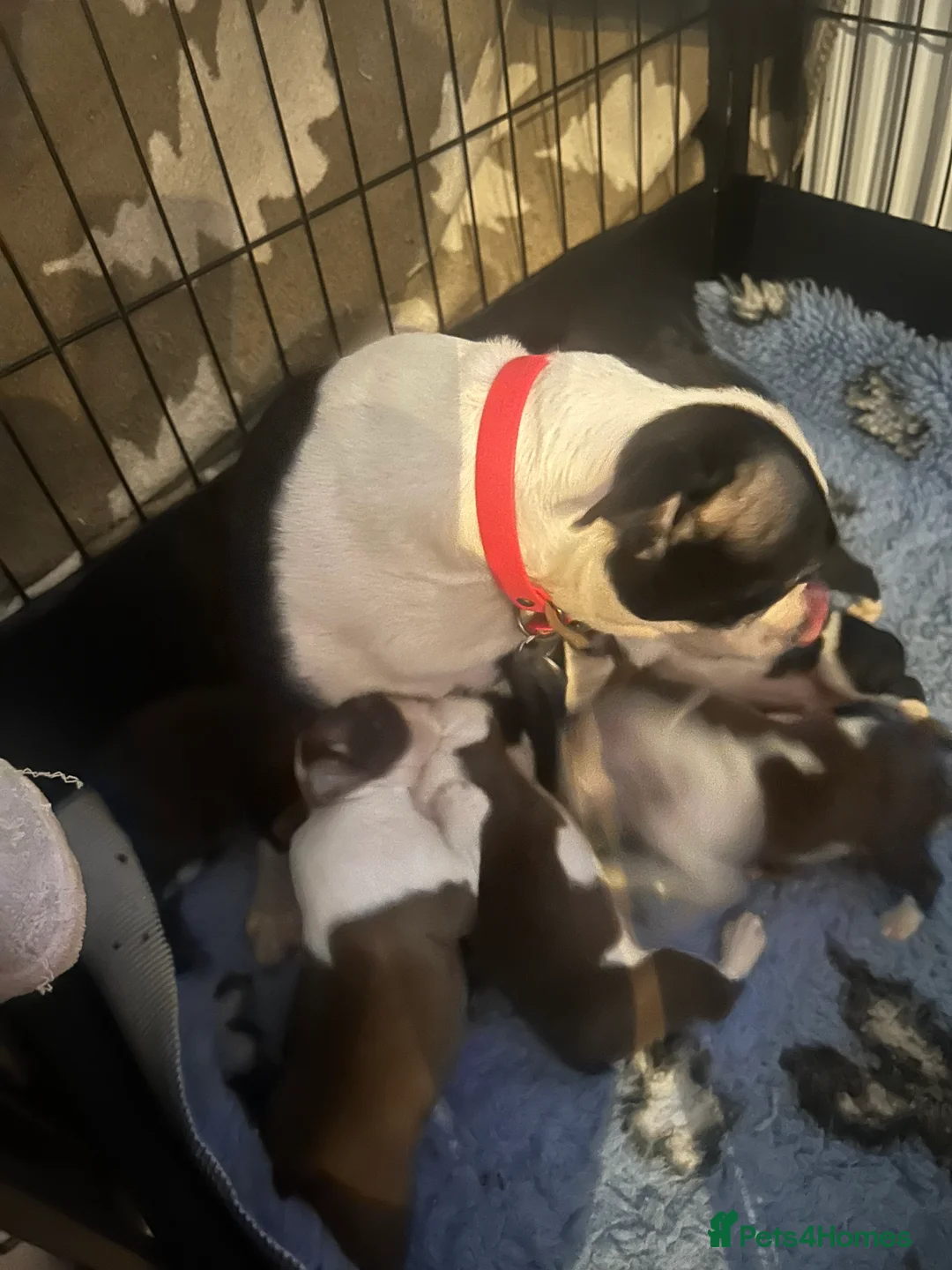 Boston Terrier dogs for sale: Kc reg boston terriers - Advert 8