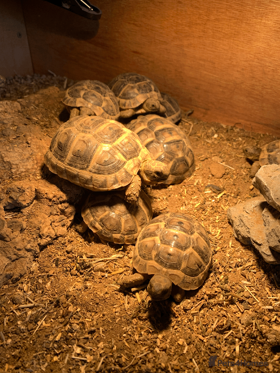 Tortoise reptiles for sale: Mediterranean Spur-thigh Hatchlings - Advert 3