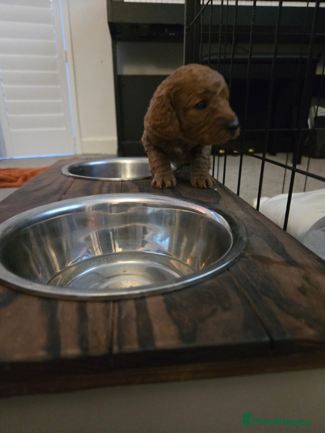 Cockapoo dogs for sale: 6 male Cockapoo puppies. Ready 13th Jan.  - Advert 7