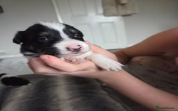 Border Collie dogs for sale: Border collie pups  - Image 7